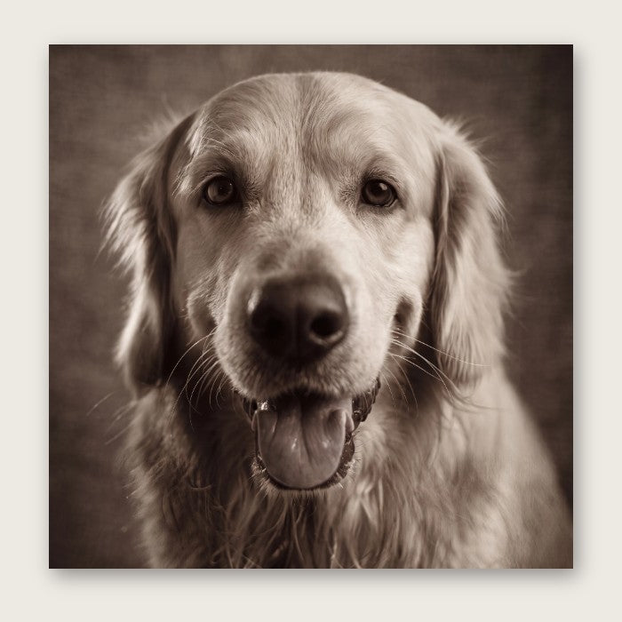 Custom Pet Portrait